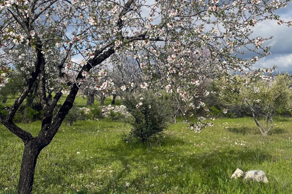 Almond trees in bloom