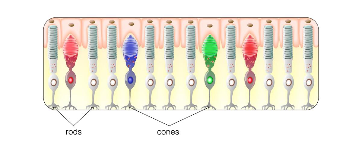 Rods and cones